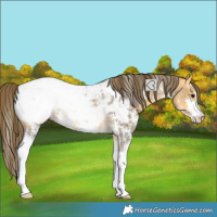 Horse Color:Buckskin Sabino Snowcap Rabicano 