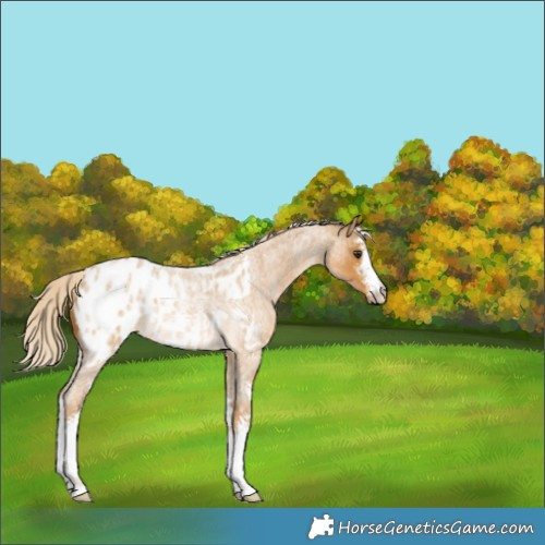 Horse Color:Palomino Roan Sabino Blanket Rabicano 