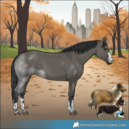 Horse Color:Grullo