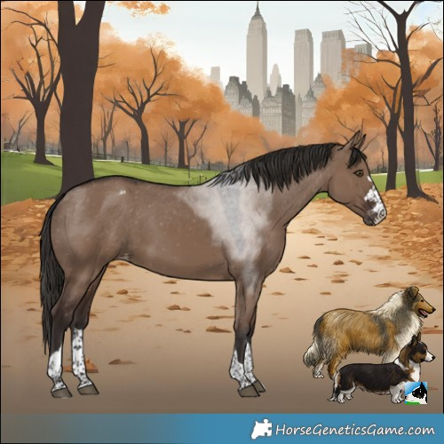 Horse Color:Liver Red Dun Appaloosa 