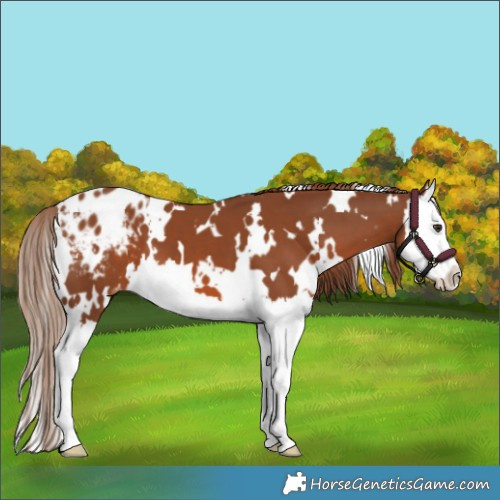 Horse Color:White Spotted Chestnut Splash Blanket