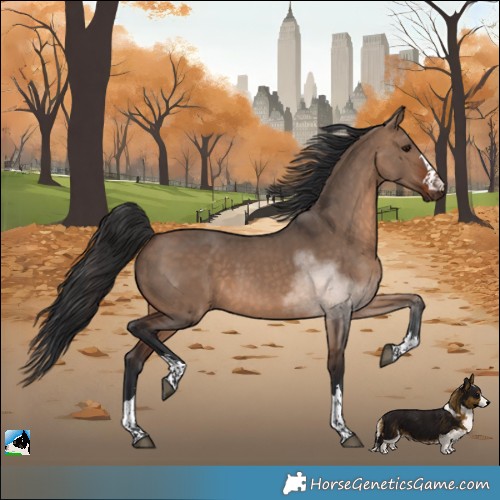 Horse Color:Brown Dun 