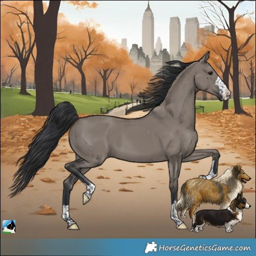 Horse Color:Grullo