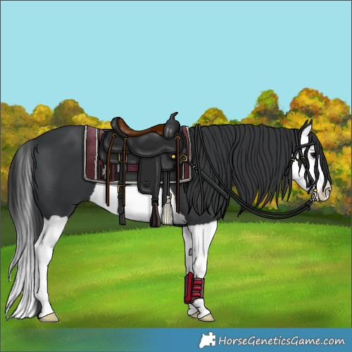 Horse Color:Black Splash