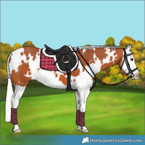 Horse Color:White Spotted Silver Bay Splash 