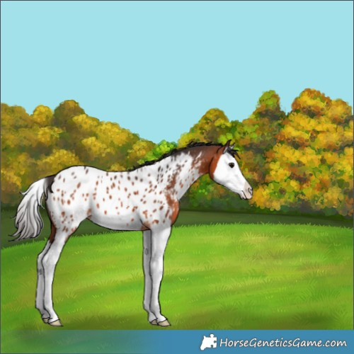 Horse Color:Bay Splash Near Leopard 