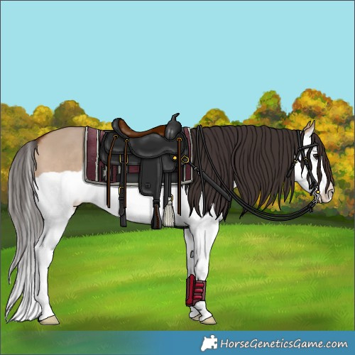 Horse Color:Bay Dun Splash