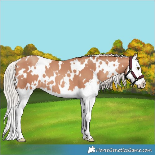 Horse Color:White Spotted Silver Sable Champagne Splash 