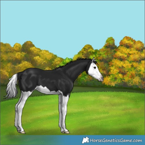 Horse Color:Gray Black Splash 