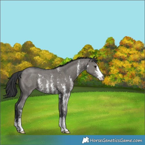 Horse Color:Grullo Sabino Rabicano 