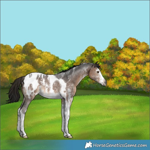 Horse Color:Gray Bay Sabino Tobiano Blanket Rabicano 