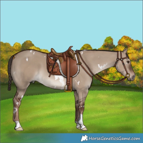 Horse Color:White Spotted Liver Red Dun 