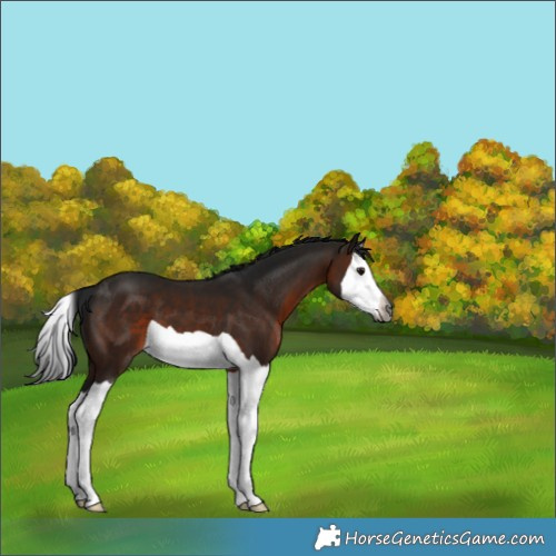 Horse Color:Gray Brown Splash 