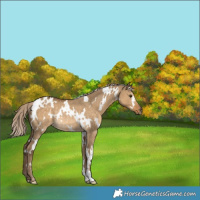Horse Color:White Spotted Chocolate Palomino Dun Rabicano 