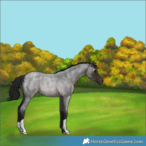 Horse Color:Gray Brown Roan Rabicano 