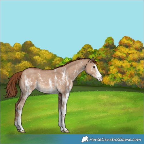 Horse Color:Red Dun Sabino 
