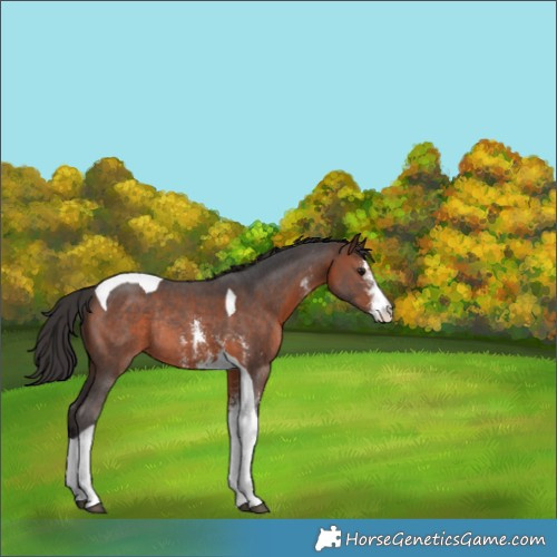 Horse Color:Brown Sabino Tobiano Rabicano 