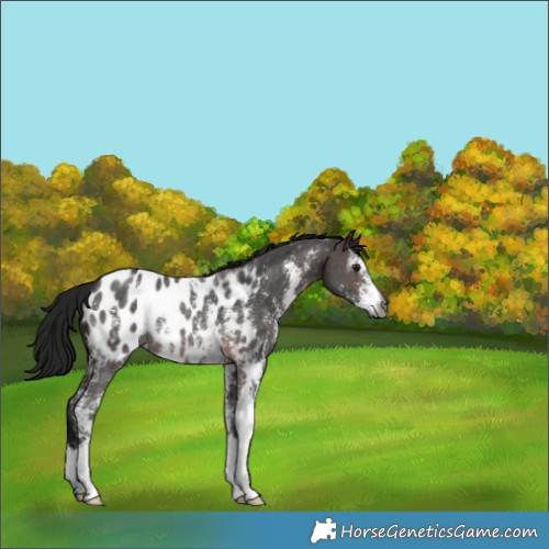 Horse Color:Gray Brown Sabino Near Leopard Rabicano 