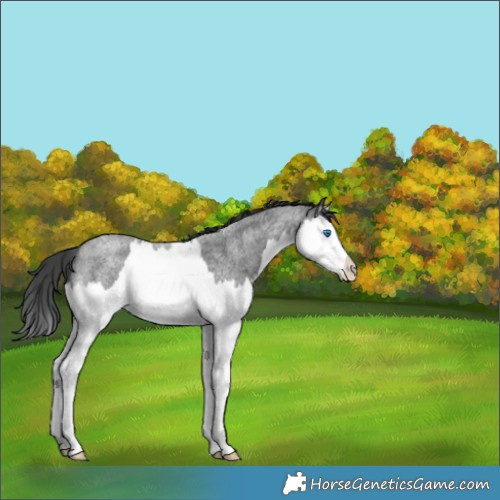 Horse Color:Blue Roan Splash 