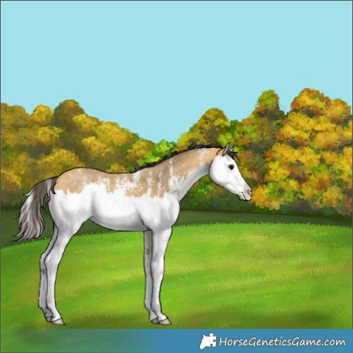 Horse Color:Buckskin Sabino Splash 