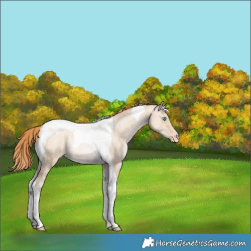 Horse Color:Buckskin Snowdrop Dun Tobiano Varnish Rabicano 