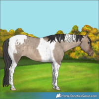 Horse Color:Brown Dun Tobiano Varnish 