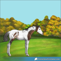 Horse Color:Gray Bay Splash Tobiano Blanket Rabicano 