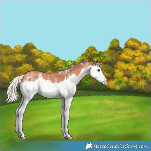 Horse Color:Silver Bay Sabino Splash Rabicano 
