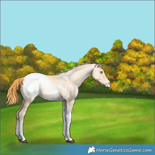 Horse Color:Buckskin Snowdrop Dun Tobiano Snowcap Rabicano 