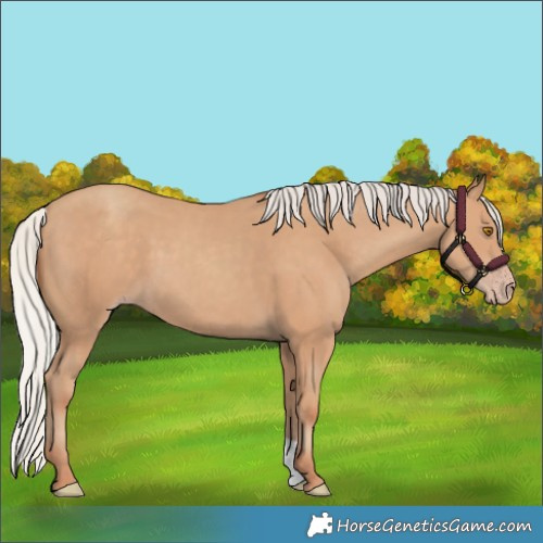 Horse Color:Silver Classic Champagne 