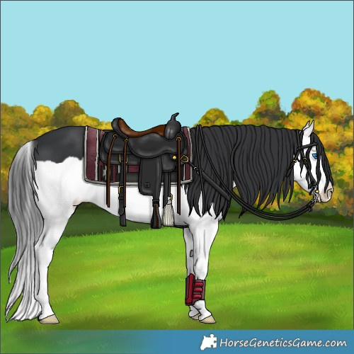 Horse Color:Black Splash 