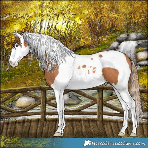 Horse Color:Chestnut Splash Tobiano Blanket