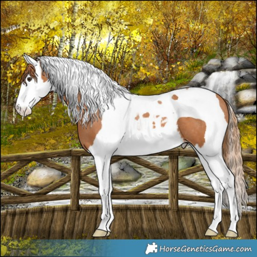 Horse Color:Chestnut Splash Tobiano Appaloosa