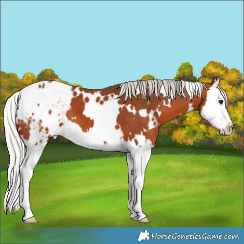 Horse Color:White Spotted Silver Bay Splash Appaloosa