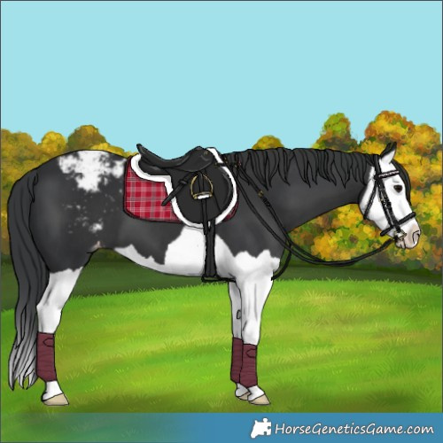 Horse Color:Black Splash Snowcap