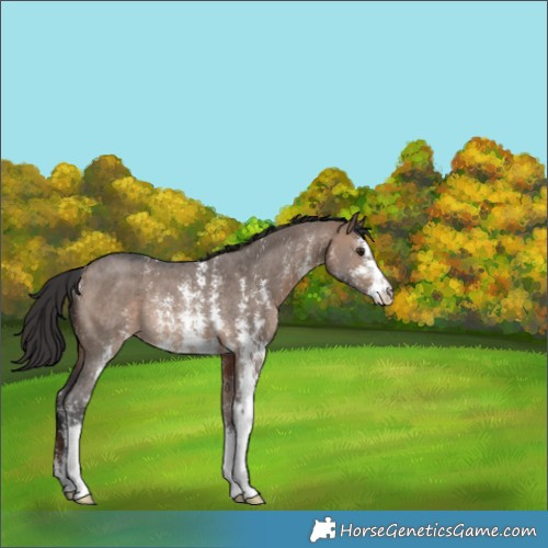 Horse Color:Brown Dun Sabino Rabicano 