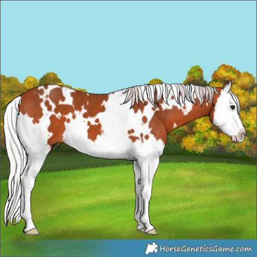 Horse Color:White Spotted Silver Bay Splash