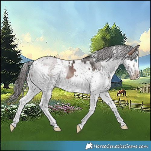 Horse Color:White Spotted Brown Sabino Splash Rabicano 