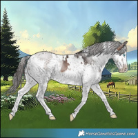 Horse Color:White Spotted Brown Sabino Splash Rabicano