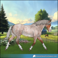 Horse Color:Silver Bay Roan Splash Rabicano