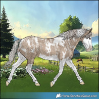 Horse Color:Powder White White Spotted Silver Brown Dun Splash 