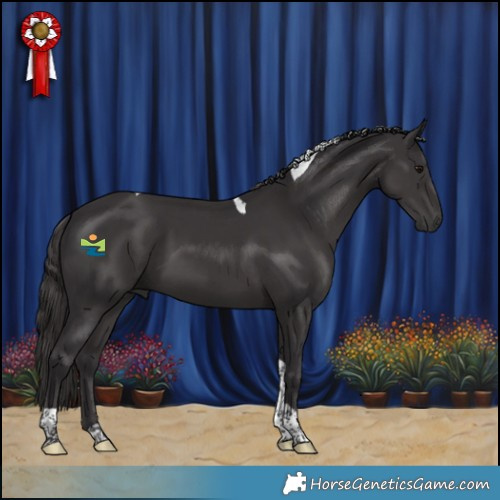 Horse Color:Smoky Black Tobiano 