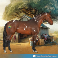 Horse Color:White Spotted Bay 