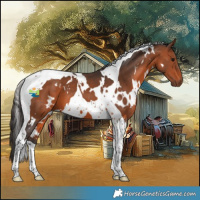 Horse Color:White Spotted Bay Tobiano 