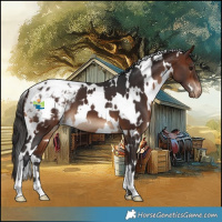 Horse Color:White Spotted Bay Appaloosa 