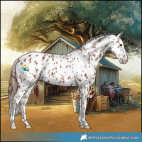 Horse Color:Chestnut Appaloosa 