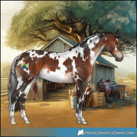 Horse Color:White Spotted Bay 
