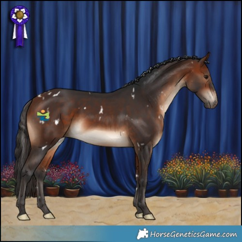 Horse Color:White Spotted Bay