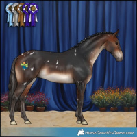 Horse Color:White Spotted Bay 