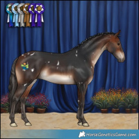 Horse Color:White Spotted Bay 